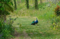/album/philemons-garten-9-mai-2026/philemons-garten-09-05-2026-12-jpg/